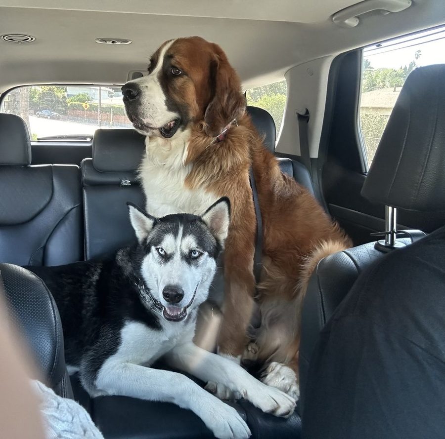 A Saint Bernard and a husky, two regular customers, sitting together in the back seat of a car