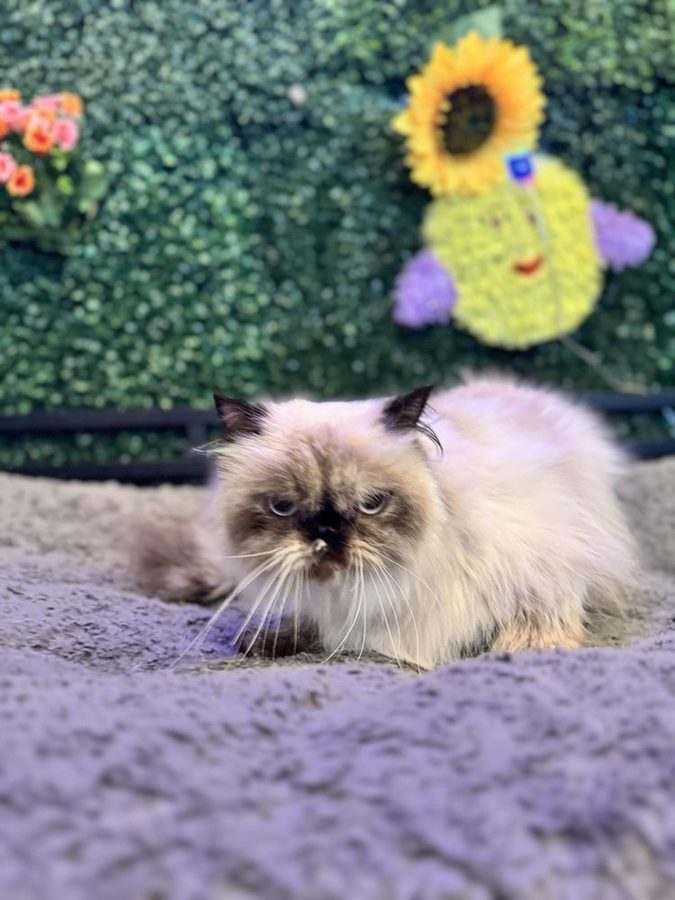 Long-haired Himalayan cat lying on a soft gray blanket at Julie's Dog Grooming