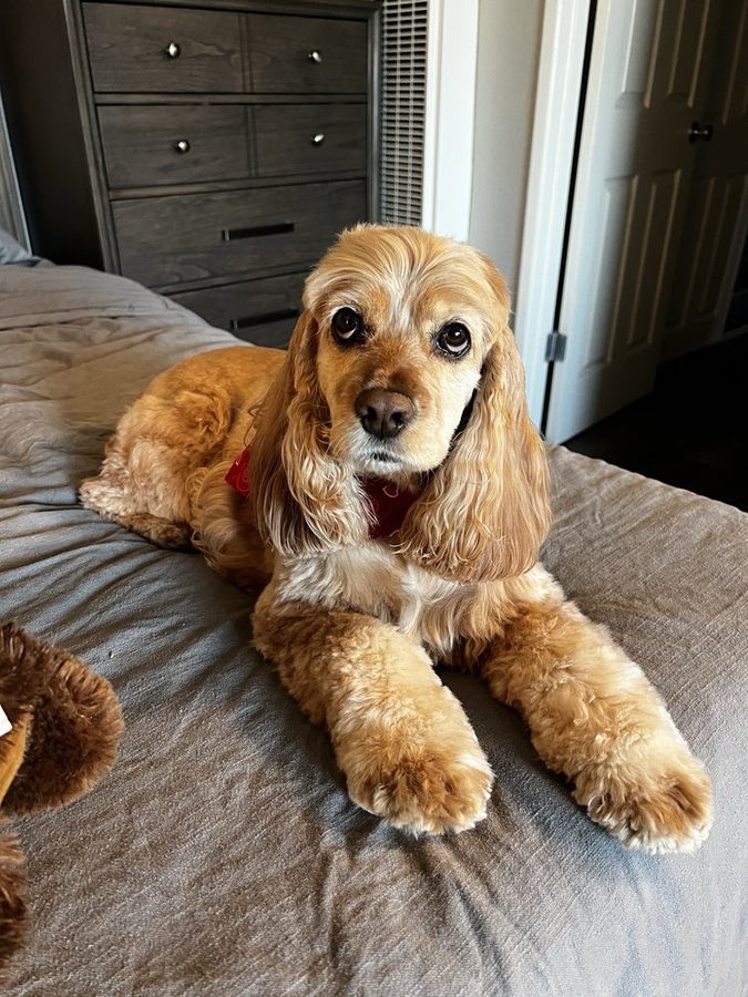 Cocker spaniel with clean, brushed-out golden feathering on its ears and legs