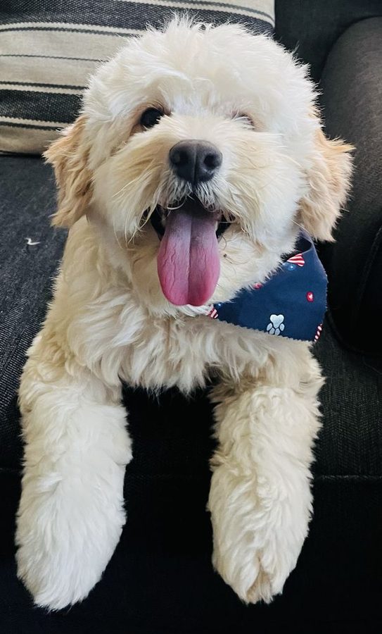 Cream doodle with a fluffy fresh groom, tongue out, wearing a navy paw-print bandana