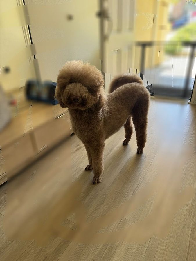 Apricot poodle standing tall with a rounded, freshly shaped haircut