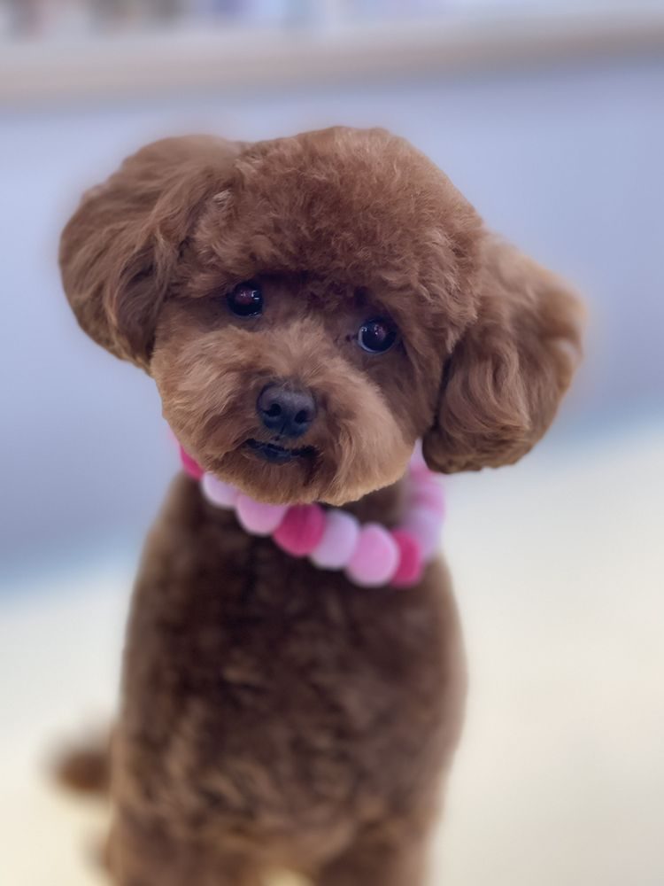 Red toy poodle with a perfectly rounded face trim and a pink pom collar, freshly groomed at Julie's Dog Grooming
